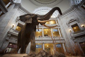 natural-history-elephant-close